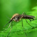 Телевизор от ведущей корейской компании умеет отгонять комаров