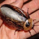 Ученые предлагают «доить» тараканов, чтобы спастись от вымирания