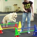 Для львовских собак открыли фитнес – центр под открытым небом