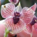 Найден новый вид орхидеи с лицом дьявола