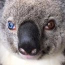 Найдена первая в мире коала с разными глазами